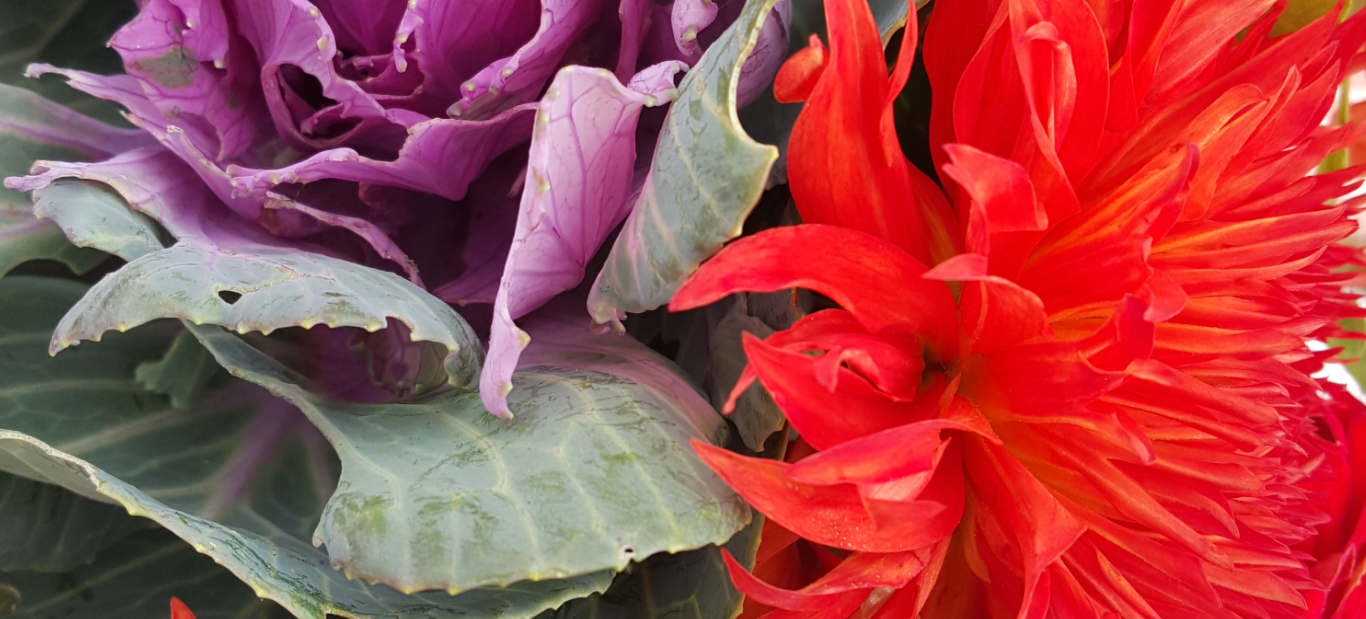 Header Image - Northside Farmers' Market - Madison, WI