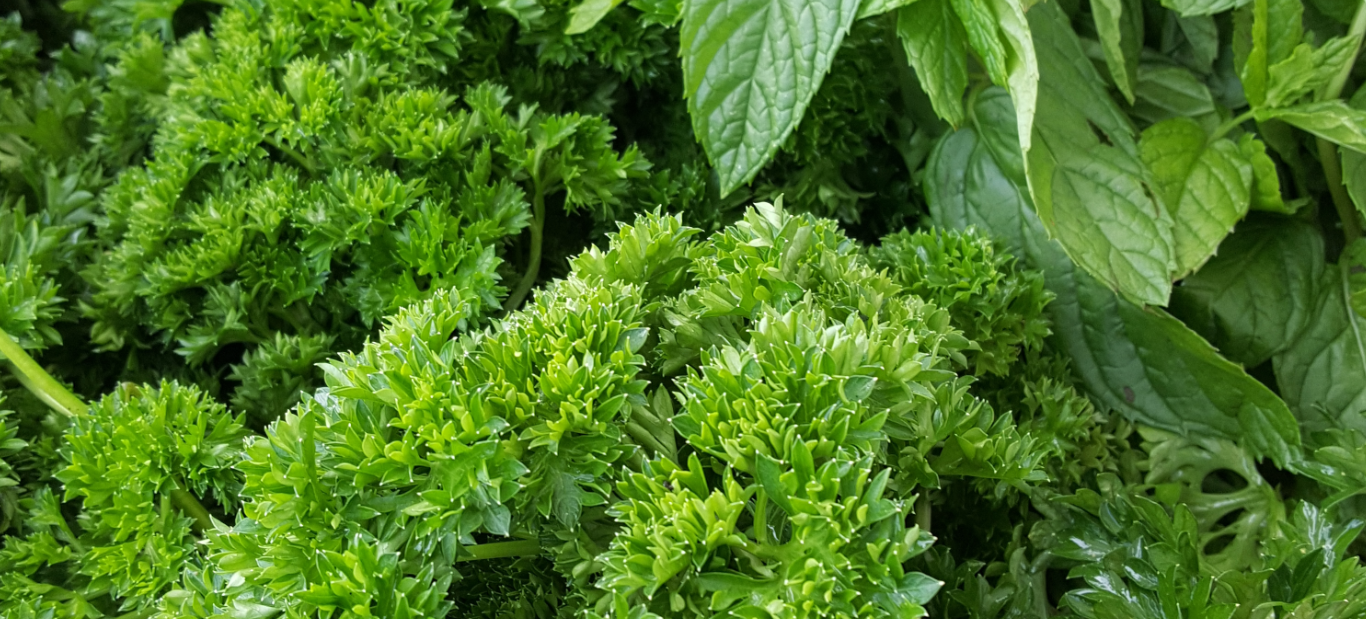 Header Image - Northside Farmers' Market - Madison, WI