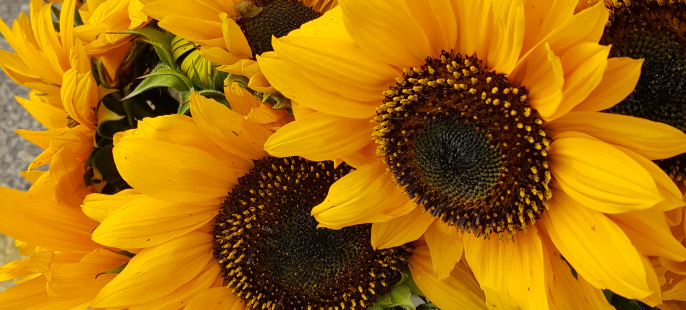 Header Image - Northside Farmers' Market - Madison, WI